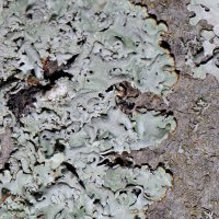 Blasenflechte Hypogymnia-physodes,
bevorzugt saure Borken