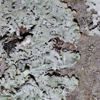 Blasenflechte Hypogymnia-physodes,
bevorzugt saure Borken