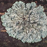 Blasenflechte Hypogymnia-physodes,
bevorzugt saure Borken