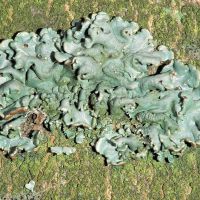 Blasenflechte Hypogymnia-physodes,
bevorzugt saure Borken