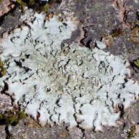 Blattflechte Parmelia-subrudecta,
auf mäßig freuchter Rinde,in lichten Waldbereichen