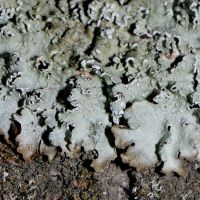 Blattflechte Parmelia-subrudecta,
auf mäßig freuchter Rinde,in lichten Waldbereichen