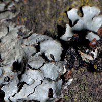 Blattflechte Parmelia-subrudecta,
auf mäßig freuchter Rinde,in lichten Waldbereichen