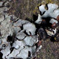 Blattflechte Parmelia-subrudecta,
auf mäßig freuchter Rinde,in lichten Waldbereichen