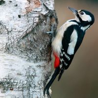 Buntspecht, Weibchen an einem Birkenstamm