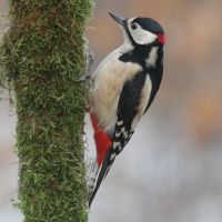Buntspecht Männchen an einem bemoosten Baumstammbereich