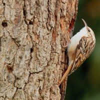 Gartenbaumläuer an einem Eichenstamm
