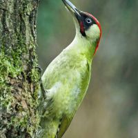 Grünspecht Männchen an einem Eichenstamm