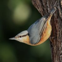 Kleiber Weibchen am Eichenstamm