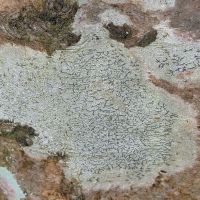 Schriftflechte Graphis-scripta,
an Bäumen mit glatter Borke in luftfeuchten Wäldern