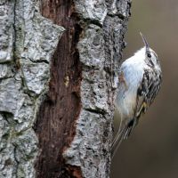 Waldbamläufer an einem Borkenriss der Eiche