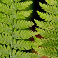 Blätter mit Fiedern des Wald-Frauenfarn
