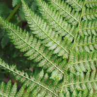 Wald-Frauenfarn, Rückseite eines Wedels mit Sporangien