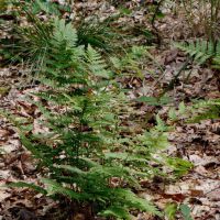 Gewöhnlicher Dornfarn