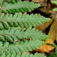 Fieder-Blättchen des Gewöhnlichen Dornfarns mit dornigen Spitzen