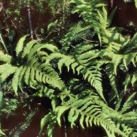 Wedel des Buchenfarns