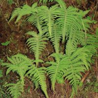 Wedel des Buchenfarns