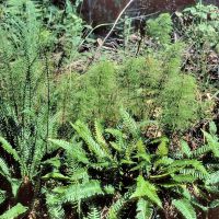 Rippenfarn mit sterilen und fertilen Blättern