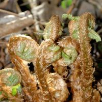 junge, eingerollte heranwachsende Farnblätter mit Spreuschuppen