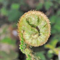 junges, eingerolltes Farnblatt mit Spreuschuppen
