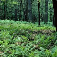 Fläche mit dichtem Farn-bewuchs