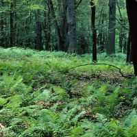 Fläche mit dichtem Farn-bewuchs