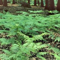 vorne breiter Dornfarn hinten Adlerfarn