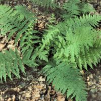 Blattwedel des Breiten Dornfarns