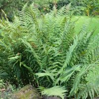 Wald-Frauenfarn am Waldrand