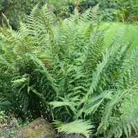 Wald-Frauenfarn am Waldrand