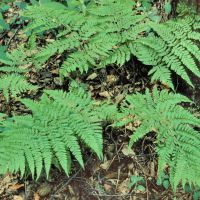 Frauenfarn Blattwedel