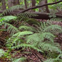Wedel des Breitblättriger-Dornfarns