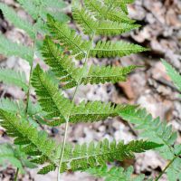 Blätter mit Sporagien des gewöhnlichen Dornfarns