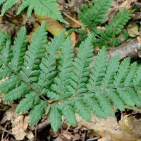 Blattwedel des gewöhnlichen Dornfarns