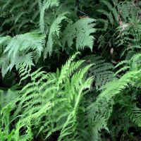 hinten Breiblättriger Dornfarn, vorne Gewöhnlicher Wurmfarn am Bachufer