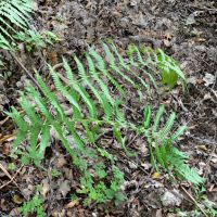 Wedel des Gewönlichen Wurmfarns