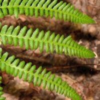 Wedellblatt mit Fiedern des gewöhnlichen Wurmfarns