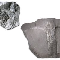 Ast eines Schachtelhalmbaums (Calamit) mit Zweigabgängen aus dem Karbon