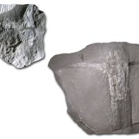 Ast eines Schachtelhalmbaums (Calamit) mit Zweigabgängen aus dem Karbon