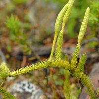 Kolben-Bärlapp mit kolbenartigem Sporangium aus Sporen-Behältern und deren Tragblätter