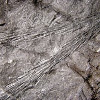 fossile Zweige eines Schuppenbaums (Bärlappgewächs) aus dem Karbon