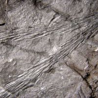 fossile Zweige eines Schuppenbaums (Bärlappgewächs) aus dem Karbon