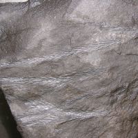 fossile Zweige eines Schuppenbaums (Bärlappgewächs) aus dem Karbon