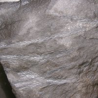 fossile Zweige eines Schuppenbaums (Bärlappgewächs) aus dem Karbon