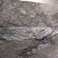 fossiler zapfenartiger Sporenträger eines Schuppenbaums (Bärlappgewächs) aus dem Karbon