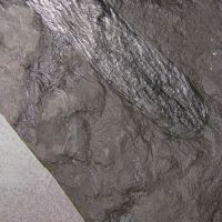 fossiler zapfenartiger Sporenträger eines Schuppenbaums (Bärlappgewächs) aus dem Karbon