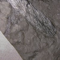 fossiler zapfenartiger Sporenträger eines Schuppenbaums (Bärlappgewächs) aus dem Karbon