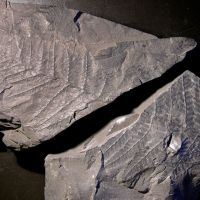 Bruchstücke des Blattwedels eines Farnbaums aus dem Karbon