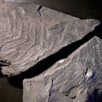 Bruchstücke des Blattwedels eines Farnbaums aus dem Karbon