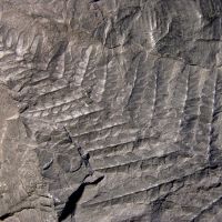 Bruchstücke des Blattwedels eines Farnbaums aus dem Karbon